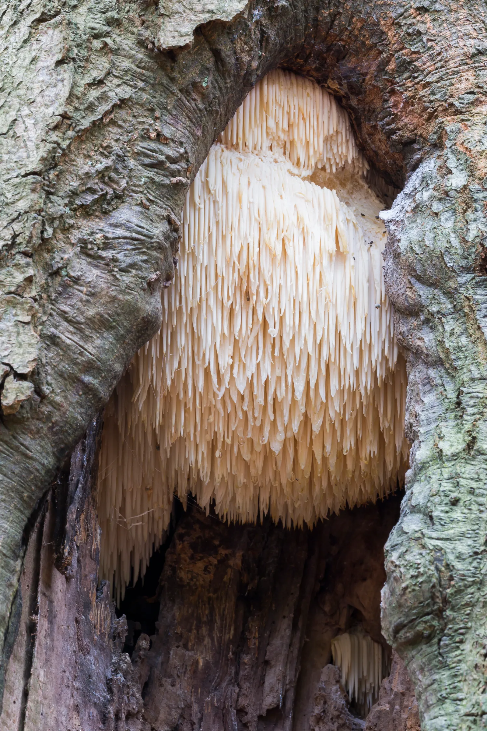 Image may contain Fungus Plant Agaric and Mushroom