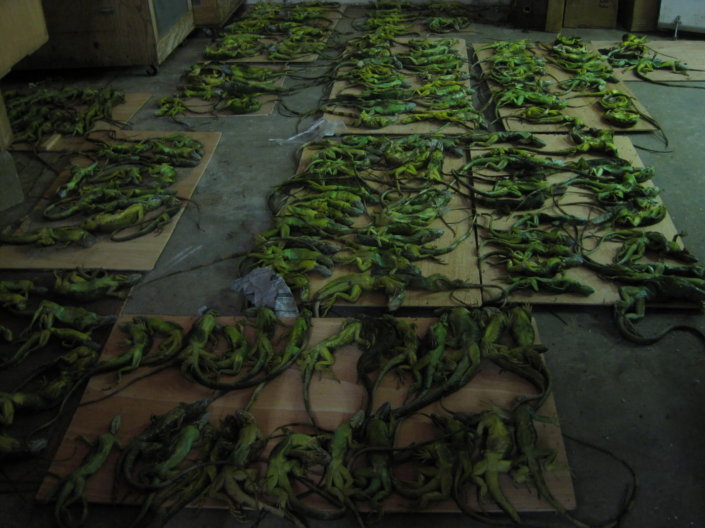 Long pieces of cardboard laid out on a concrete floor, with each piece of cardboard containing dozens of dead iguanas.