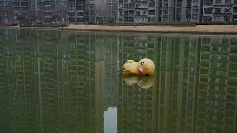 एक कृत्रिम नहर में आंशिक रूप से पिचकी हुई विशाल रबर बत्तख तैर रही है