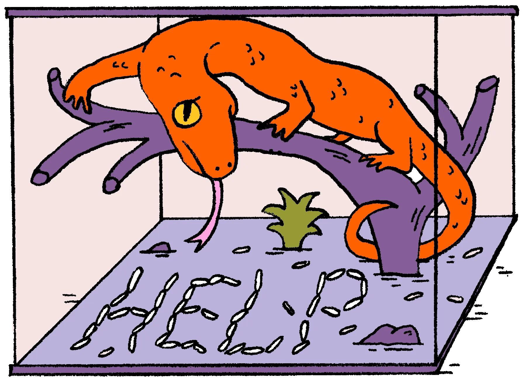 an illustration of a bright orange lizard in a glass tank with a sad expression on its face. It seems to have spelled out the word “help” in small pebbles.